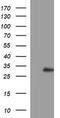CSH1 antibody, LS-C788295, Lifespan Biosciences, Western Blot image 