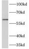 Neuropilin and tolloid-like protein 2 antibody, FNab05666, FineTest, Western Blot image 