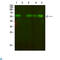 Arginine Vasopressin Receptor 2 antibody, LS-C813331, Lifespan Biosciences, Western Blot image 