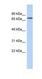 Lipoma-preferred partner antibody, orb330718, Biorbyt, Western Blot image 