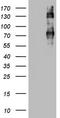 CD68 Molecule antibody, CF803287, Origene, Western Blot image 