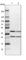 COP9 Signalosome Subunit 3 antibody, HPA021997, Atlas Antibodies, Western Blot image 