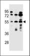 FUT4 antibody, 56-751, ProSci, Western Blot image 