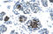 DNA Ligase 4 antibody, ARP34122_T100, Aviva Systems Biology, Immunohistochemistry frozen image 