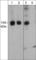 FH1/FH2 domain-containing protein 1 antibody, FM3521, ECM Biosciences, Western Blot image 