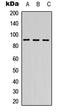 DEAD-Box Helicase 24 antibody, LS-C355990, Lifespan Biosciences, Western Blot image 
