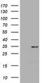 Multidrug resistance protein 1 antibody, TA801054AM, Origene, Western Blot image 