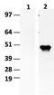 Isocitrate Dehydrogenase (NADP(+)) 1, Cytosolic antibody, TA400009, Origene, Western Blot image 