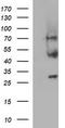 Microfibril Associated Protein 3 antibody, TA507002S, Origene, Western Blot image 