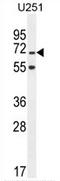 NAF-1 antibody, AP54318PU-N, Origene, Western Blot image 