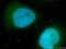 Beta-centractin antibody, 11023-1-AP, Proteintech Group, Immunofluorescence image 