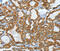 Keratin 40 antibody, MBS2523806, MyBioSource, Immunohistochemistry frozen image 