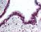 A-LAP antibody, orb87868, Biorbyt, Immunohistochemistry paraffin image 
