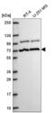 Mediator Complex Subunit 25 antibody, NBP2-55868, Novus Biologicals, Western Blot image 