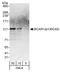 BCAR1 Scaffold Protein, Cas Family Member antibody, A301-668A, Bethyl Labs, Western Blot image 