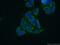 Mitochondrial Ribosomal Protein L11 antibody, 15543-1-AP, Proteintech Group, Immunofluorescence image 