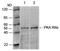 PKR2 antibody, LS-B14105, Lifespan Biosciences, Western Blot image 