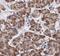 Phosphofructokinase, Liver Type antibody, FNab06340, FineTest, Immunohistochemistry frozen image 