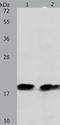 S-Phase Kinase Associated Protein 1 antibody, TA322455, Origene, Western Blot image 