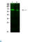 AceCS2 antibody, LS-C813279, Lifespan Biosciences, Western Blot image 