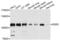 Discoidin Domain Receptor Tyrosine Kinase 2 antibody, PA5-76157, Invitrogen Antibodies, Western Blot image 