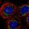 Islet Cell Autoantigen 1 Like antibody, HPA042507, Atlas Antibodies, Immunofluorescence image 