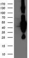 Heme Oxygenase 2 antibody, TA503925, Origene, Western Blot image 