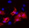 Fatty Acid Binding Protein 2 antibody, AF1486, R&D Systems, Immunofluorescence image 