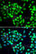 Small glutamine-rich tetratricopeptide repeat-containing protein alpha antibody, A7306, ABclonal Technology, Immunofluorescence image 