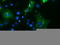 Tripartite Motif Containing 9 antibody, TA800043, Origene, Immunofluorescence image 