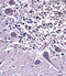 Natriuretic Peptide C antibody, abx027750, Abbexa, Immunohistochemistry paraffin image 