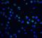 DNA Fragmentation Factor Subunit Beta antibody, NBP1-76948, Novus Biologicals, Immunofluorescence image 
