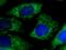 Mitochondrial Ribosomal Protein L58 antibody, 10403-1-AP, Proteintech Group, Immunofluorescence image 