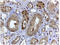 Hypoxia-inducible factor 3-alpha antibody, AP33233PU-N, Origene, Immunohistochemistry frozen image 