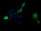 Phosphoinositide-3-Kinase Regulatory Subunit 5 antibody, LS-C174534, Lifespan Biosciences, Immunofluorescence image 