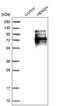 Hemogen antibody, NBP1-84908, Novus Biologicals, Western Blot image 