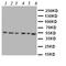Histone Deacetylase 3 antibody, orb96835, Biorbyt, Western Blot image 