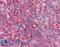 Baculoviral IAP Repeat Containing 3 antibody, LS-B4869, Lifespan Biosciences, Immunohistochemistry frozen image 