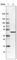 Elongation factor Tu, mitochondrial antibody, AMAb90966, Atlas Antibodies, Western Blot image 