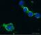 IL-6 antibody, ab6672, Abcam, Immunocytochemistry image 