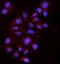 FBP antibody, A01377-1, Boster Biological Technology, Immunofluorescence image 