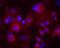 MAX Dimerization Protein 4 antibody, NBP2-46060, Novus Biologicals, Immunofluorescence image 