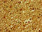 Solute Carrier Family 30 Member 3 antibody, LS-C675048, Lifespan Biosciences, Immunohistochemistry paraffin image 