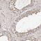Cell division cycle protein 123 homolog antibody, PA5-58130, Invitrogen Antibodies, Immunohistochemistry frozen image 