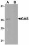 PAXIP1 Associated Glutamate Rich Protein 1 antibody, LS-B5043, Lifespan Biosciences, Western Blot image 