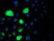 Lipoprotein Lipase antibody, TA503880, Origene, Immunofluorescence image 
