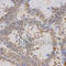 Histone Cluster 3 H3 antibody, A2369, ABclonal Technology, Immunohistochemistry paraffin image 