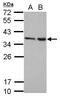 Family With Sequence Similarity 192 Member A antibody, PA5-31986, Invitrogen Antibodies, Western Blot image 