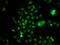 Negative elongation factor E antibody, PA5-77095, Invitrogen Antibodies, Immunofluorescence image 