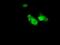 Annexin A1 antibody, NBP2-02357, Novus Biologicals, Immunocytochemistry image 